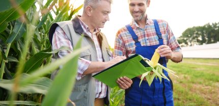 Checking the quality of corn plant